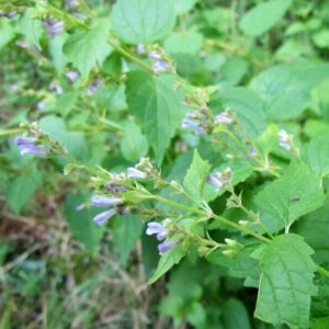 Scutellaria lateriflora