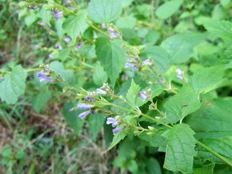 Scutellaria lateriflora