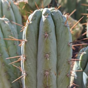 Trichocereus peruvianus