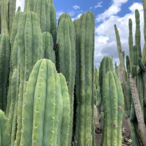 Trichocereus pachanoi