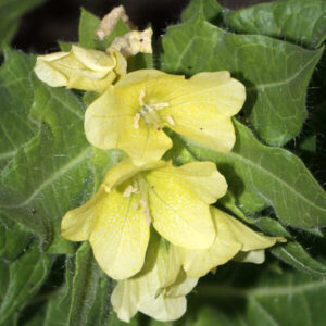 Hyoscyamus niger var. agrestis