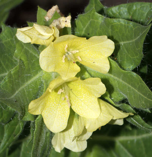 Hyoscyamus niger var. agrestis