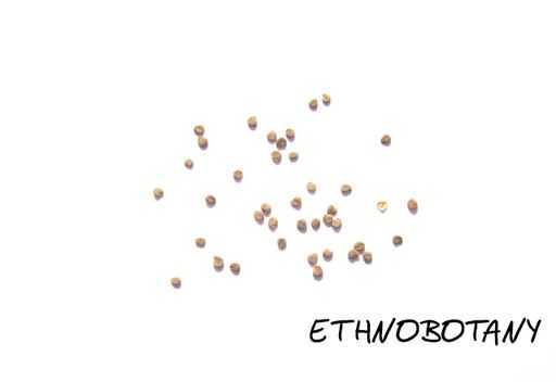 Hyoscyamus niger — изображение 2