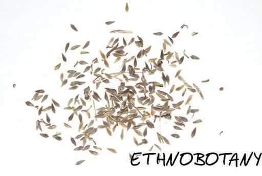 Lactuca serriola — изображение 2