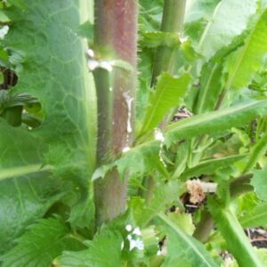 Lactuca virosa