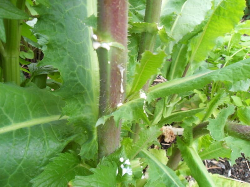 Lactuca virosa