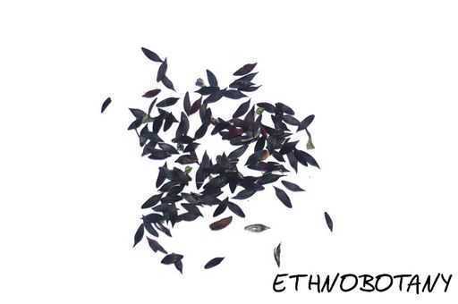 Lactuca virosa — изображение 2