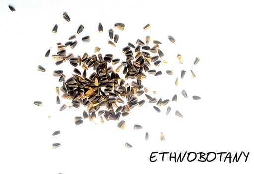 Leonorus cardiaca — изображение 2