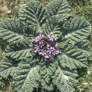 Mandragora officinarum