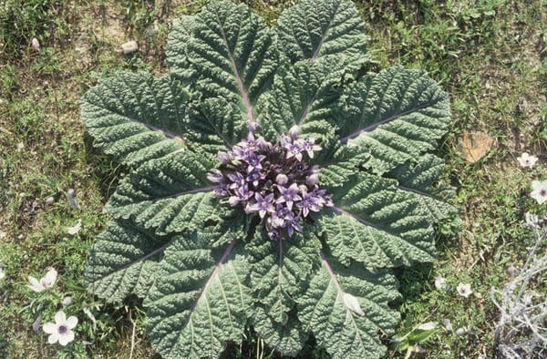 Mandragora officinarum