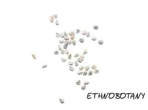 Macropiper excelsum — изображение 2