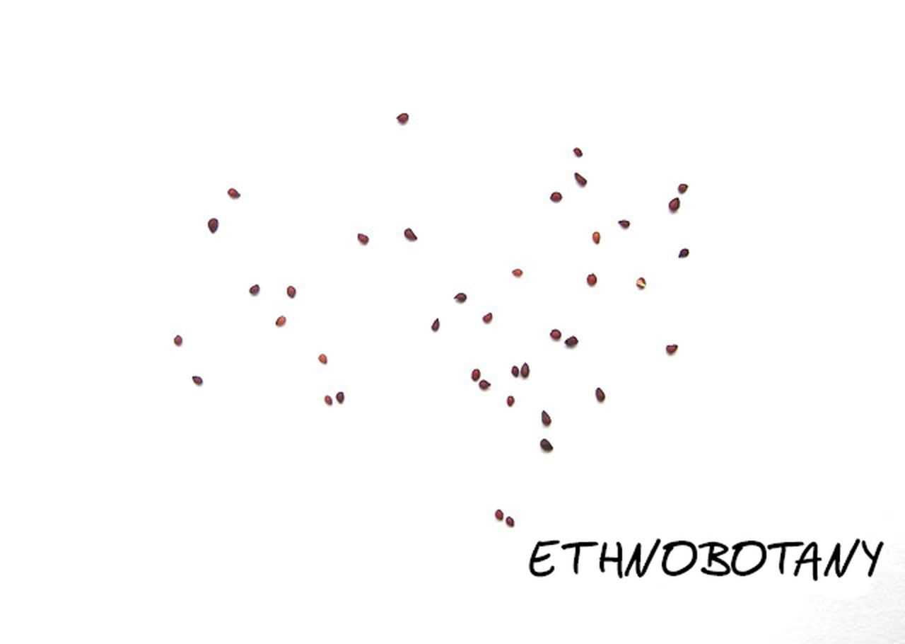 Mammillaria heyderi — изображение 2