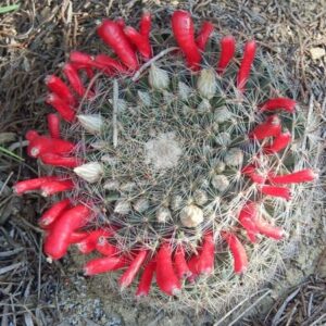 Mammillaria heyderi