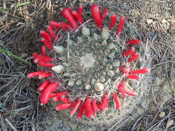 Mammillaria heyderi