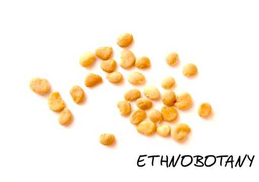 Mandragora autumnalis — изображение 2