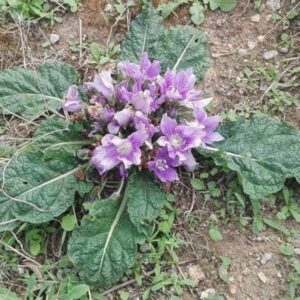 Mandragora autumnalis