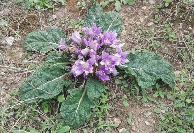 Mandragora autumnalis