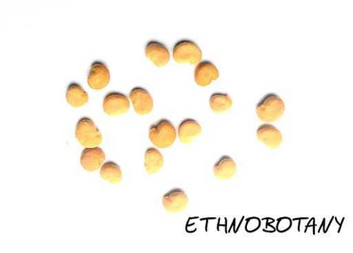 Mandragora officinarum — изображение 2