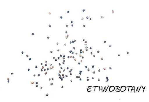 Mesembryanthemum crystallinum — изображение 2