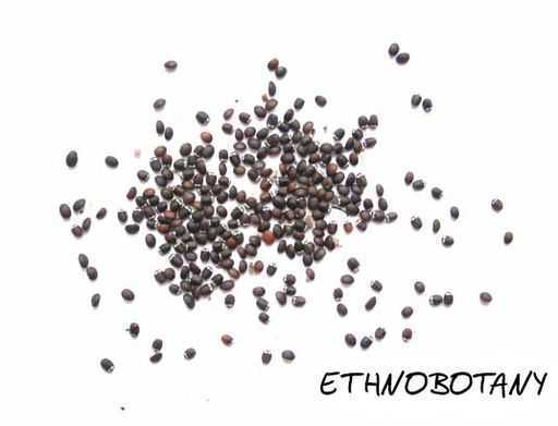 Nepeta cataria — изображение 2