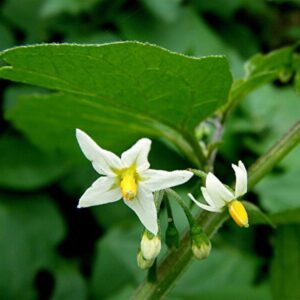 Solanum nigrum