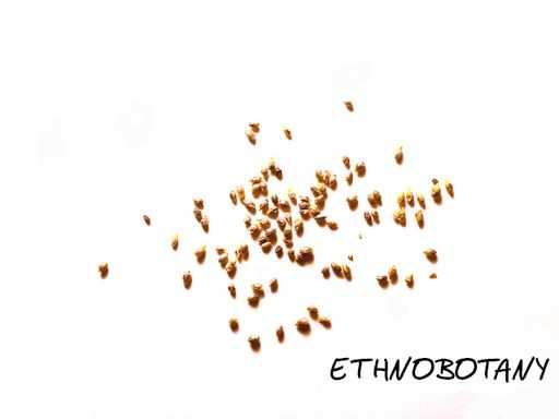 Nymphaea caerulea — изображение 2