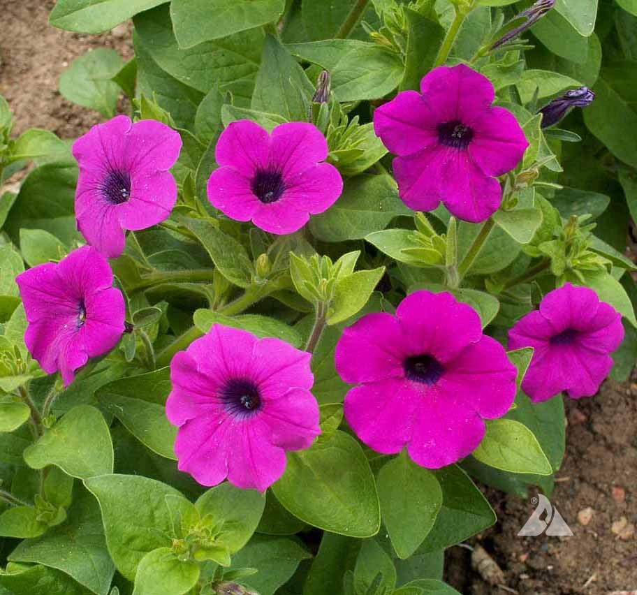 Petunia violacea