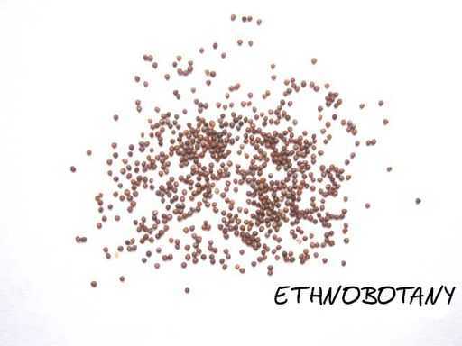 Petunia violacea — изображение 2