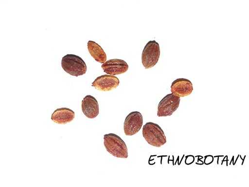 Psychotria carthaginensis — изображение 2