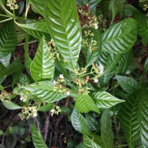 Psychotria brachypoda