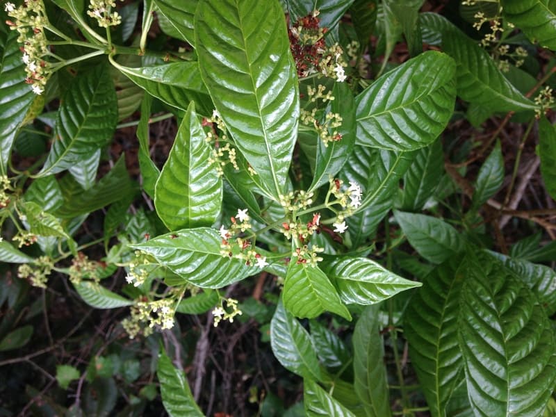 Psychotria brachypoda