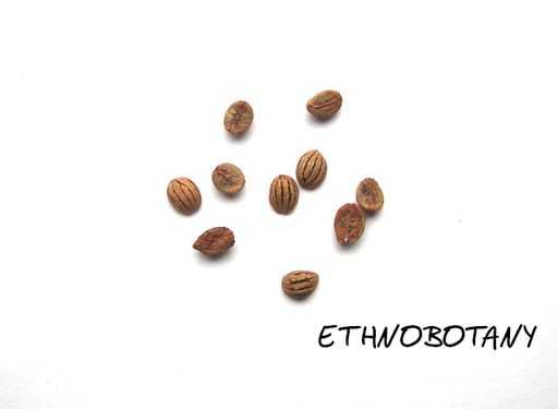 Psyhotria viridis — изображение 2