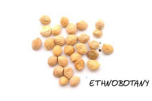 Rauvolfia serpentina — изображение 2