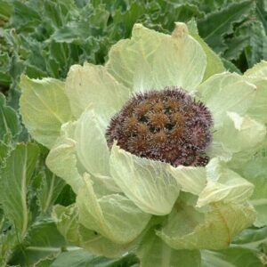 Saussurea involucrata