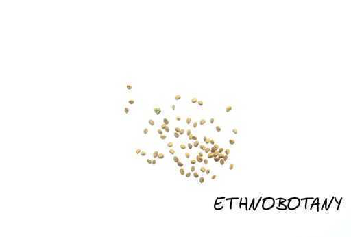 Scutellaria lateriflora — изображение 2