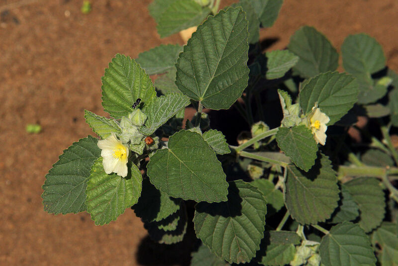 Sida cordifolia