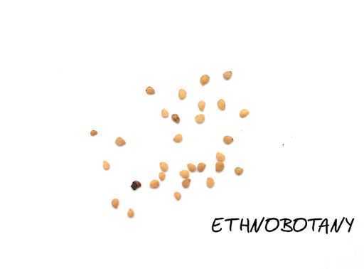 Solanum nigrum — изображение 2