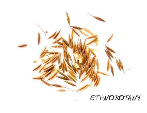 Stipa robusta — изображение 2