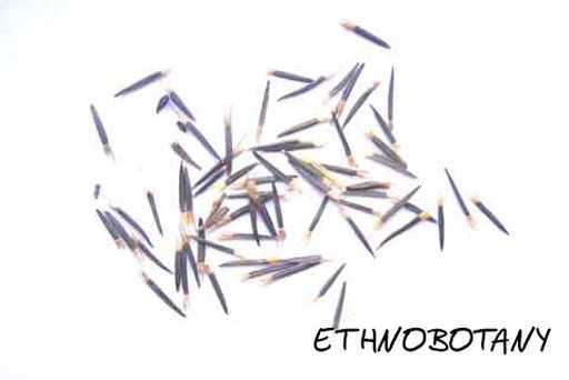 Tagetes lucida — изображение 2