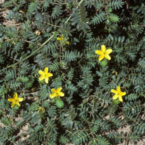 Tribulus terrestris