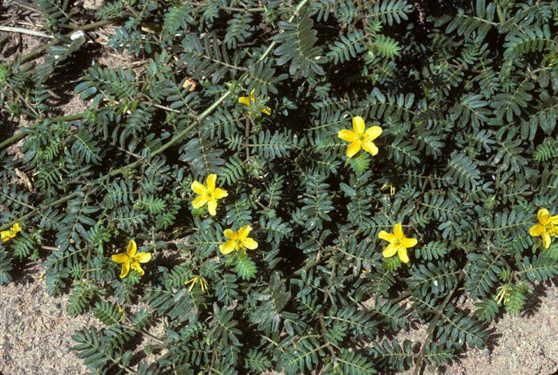 Tribulus terrestris