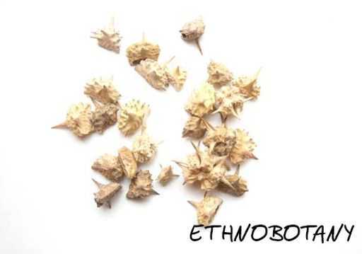 Tribulus terrestris — изображение 2