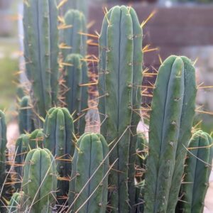 Trichocereus bridgesii