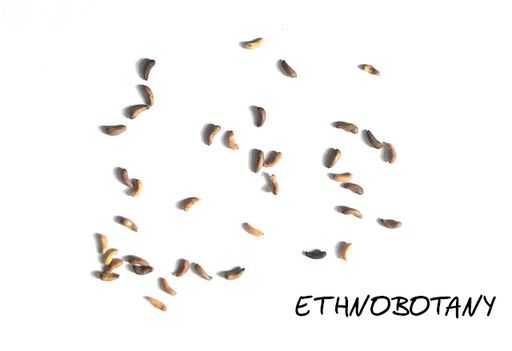 Turnera diffusa — изображение 2