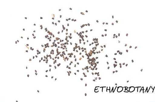 Verbascum blattaria — изображение 2