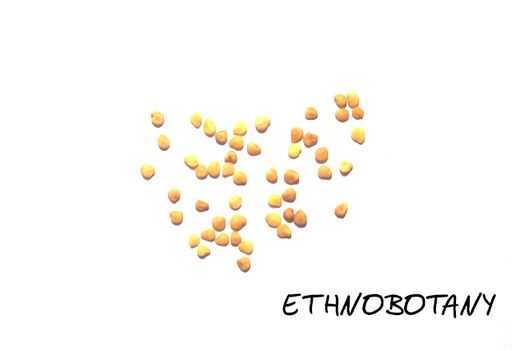 Withania somnifera — изображение 2