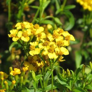 Tagetes lucida