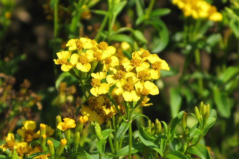 Tagetes lucida