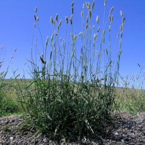 Phalaris aquatica