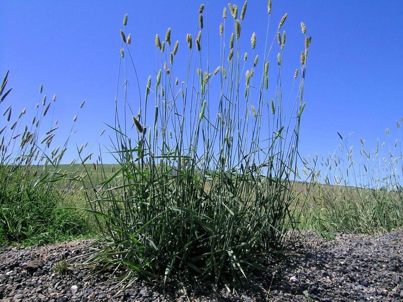 Phalaris aquatica